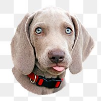 PNG  grey weimaraner in red collar portrait , collage element, transparent background