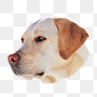 Labrador Retriever dog png, transparent background