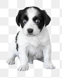 PNG cute puppy, collage element, transparent background