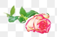 PNG pink flower, collage element, transparent background