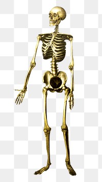 Png human anatomy skeleton, isolated object, transparent background