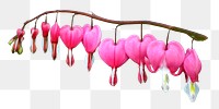 PNG pink flower, collage element, transparent background