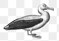 Albatross png sticker, vintage illustration, transparent background