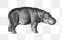 Hippopotamus png sticker, vintage illustration, transparent background