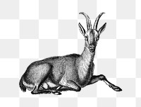 Vintage goat png animal illustration on transparent background