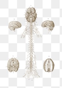 Png human&rsquo;s brain, anatomy with transparent background