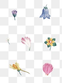 Colorful flowers png set, transparent background