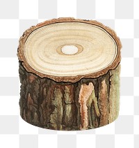 Tree stump png,  transparent background