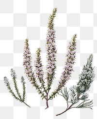 Epacris flower png sticker, vintage botanical illustration, transparent background