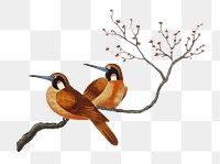 Two birds png sticker, vintage illustration, transparent background