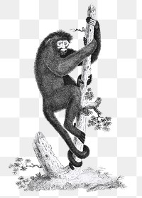 Spider Monkey png sticker, vintage illustration, transparent background