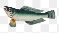 Png fish vintage illustration, transparent background