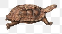 Vintage turtle png animal illustration on transparent background