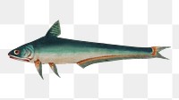 Png shark vintage illustration, transparent background