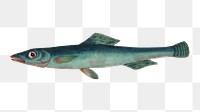 Png shark vintage illustration, transparent background