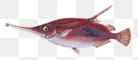 Snipe fish png sticker, transparent background