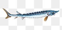 Sea sturgeon fish png sticker, transparent background