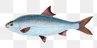 Roach fish png sticker, transparent background