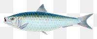 Pilchard fish png sticker, transparent background