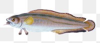 Diminutive Sucker fish png sticker, transparent background