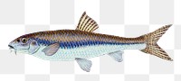Gudgeon fish png sticker, transparent background