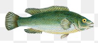 Streaked wrasse fish png sticker, transparent background