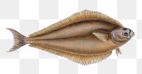 Atlantic halibut fish png sticker, transparent background