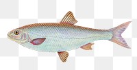 Dace fish png sticker, transparent background