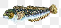 Smooth blenny fish png sticker, transparent background