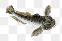 Png fish vintage illustration, transparent background