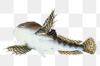 Png fish vintage illustration, transparent background