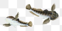 River Bull-head fish png sticker, transparent background