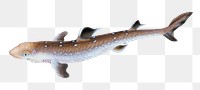 Spine-backed Shark fish png sticker, transparent background