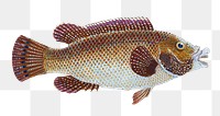 Old Wife Wrasse png sticker, transparent background