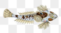 Sordit Dragonet fish png sticker, transparent background