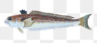 Greater Weever fish png sticker, transparent background