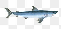 Porbeagle Shark fish png sticker, transparent background