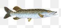 Pike fish png sticker, transparent background