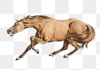 Light-brown horse png sticker, vintage illustration, transparent background