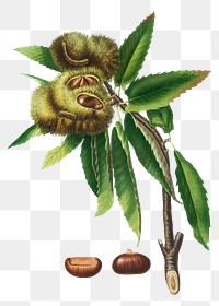 Vintage png nut plant illustration on transparent background