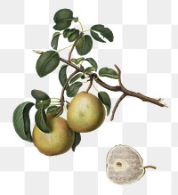 Pear png sticker, vintage illustration by Giorgio Gallesio, transparent background. Remixed by rawpixel.