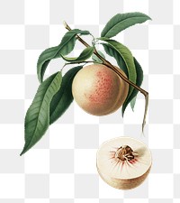 Peach png sticker, vintage illustration by Giorgio Gallesio, transparent background. Remixed by rawpixel.