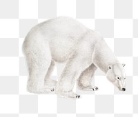 Vintage png polar bear animal illustration on transparent background