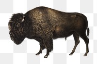 Vintage bison png animal illustration on transparent background