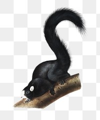 Fox Squirrel png sticker, vintage illustration, transparent background