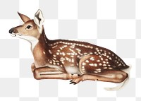 Vintage deer png animal illustration on transparent background