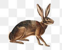 Vintage hare png animal illustration on transparent background