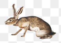 Vintage hare png animal illustration on transparent background