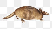 Vintage animal png armadillo illustration on transparent background