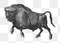Buffalo png sticker, vintage illustration, transparent background